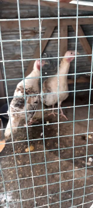 Продам домашних индюков молодые