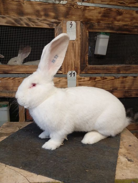 Mascul  Uriaș german