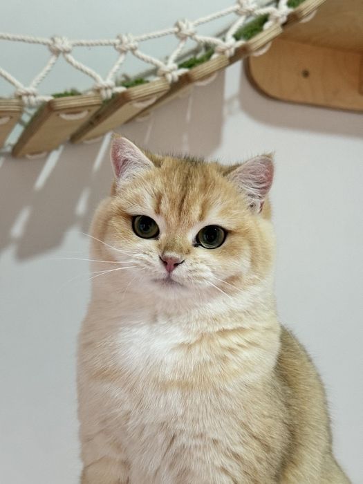 Shinshilla ny 11 ny 12 er xotin ikkalasi 8 mln