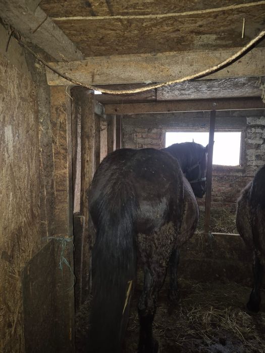 Vând iapă de cinci ani