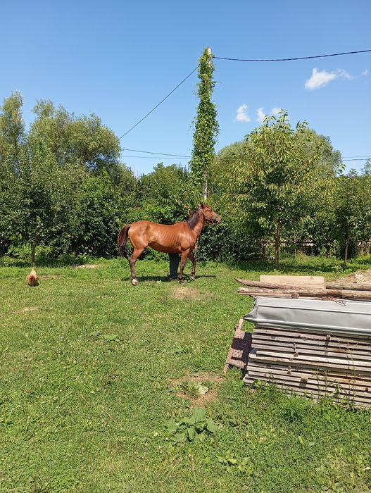 Vând iapă 5 ani gestanta