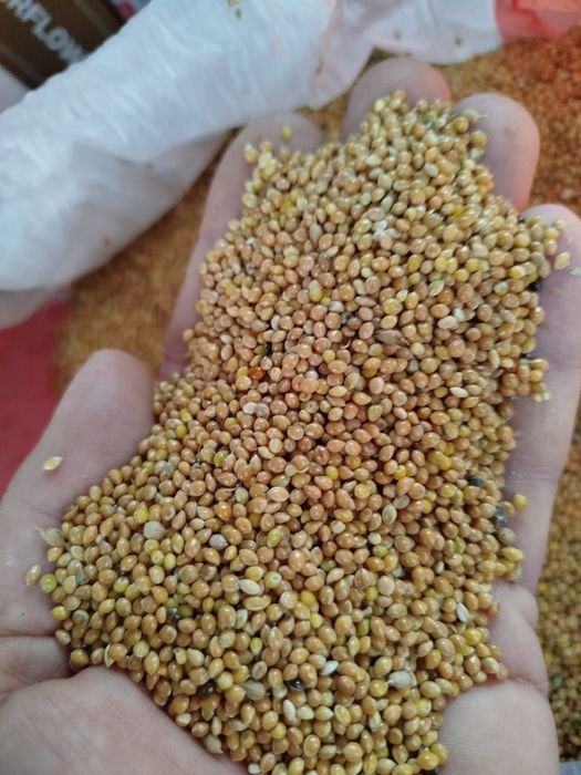 Пшеница 2.3.4.5.6 класс