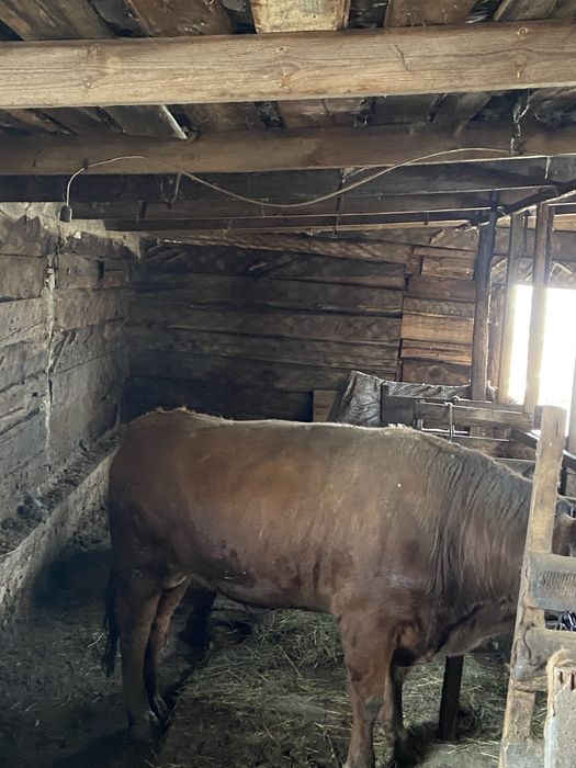 Продам бычков 5 голов