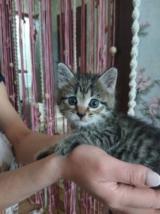 Отдам в хорошие руки