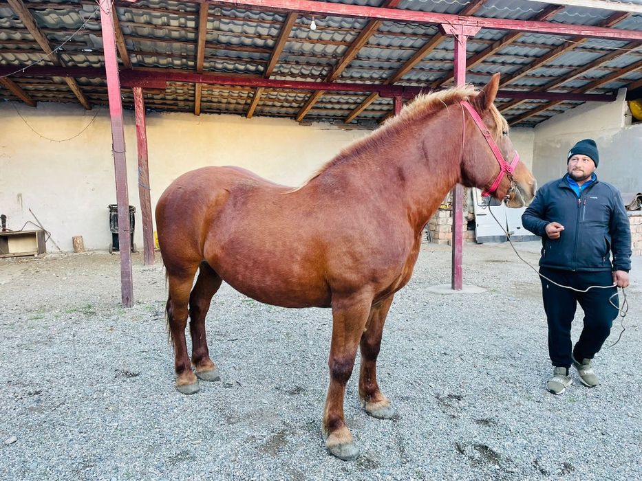 De vânzare iapa gestantă