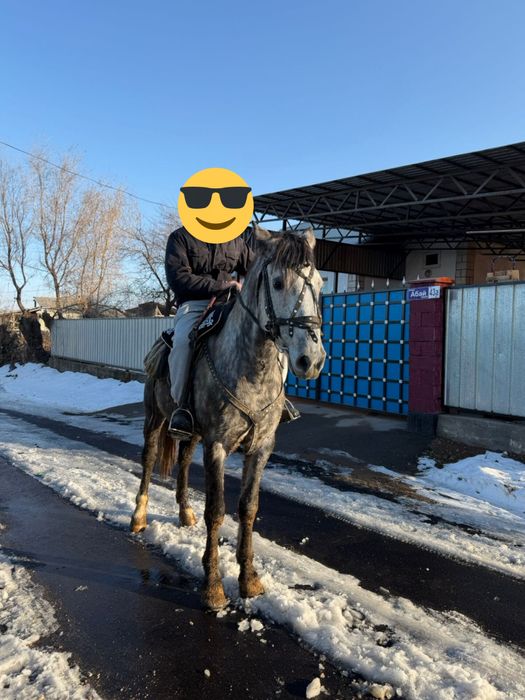 Продается жеребец