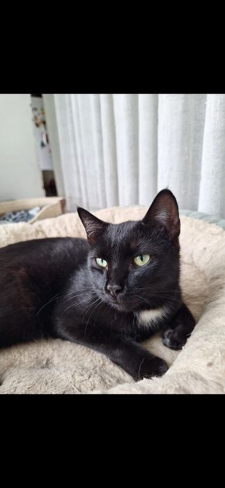 Котик бесплатно!