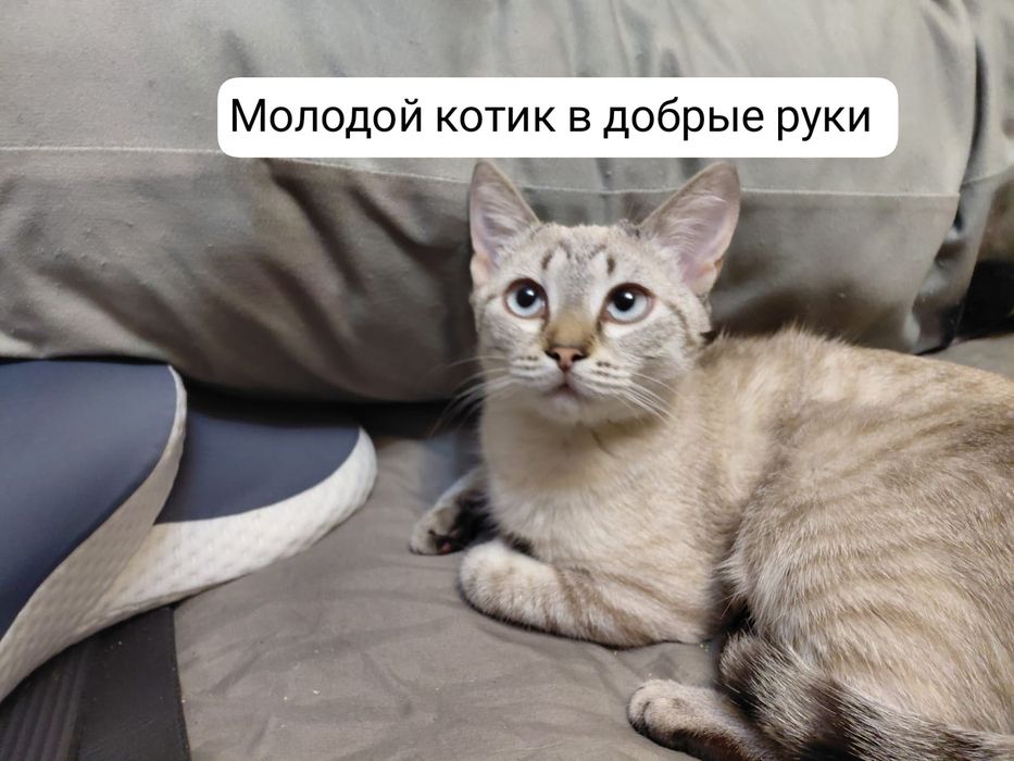 Отдам в хорошие добрые руки