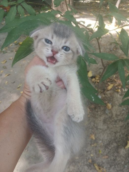 Продается котёнок