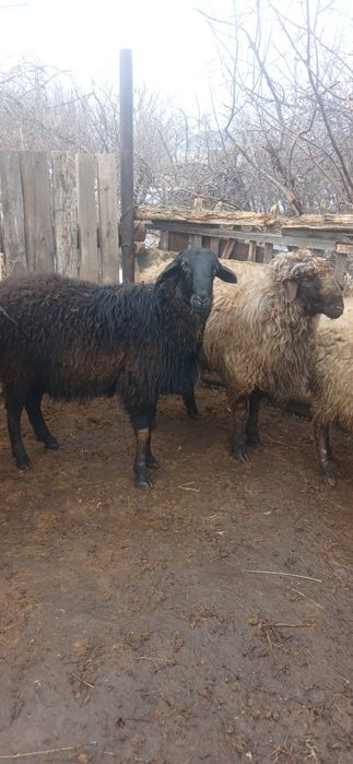 Продам  двух кошкаров годовалые