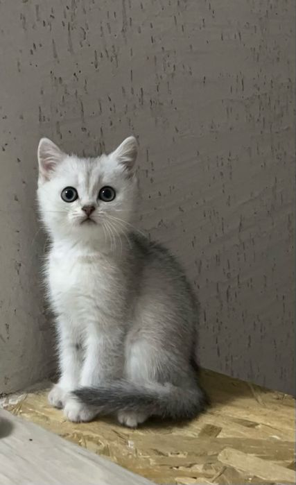 Шотландская девочка 2 мес