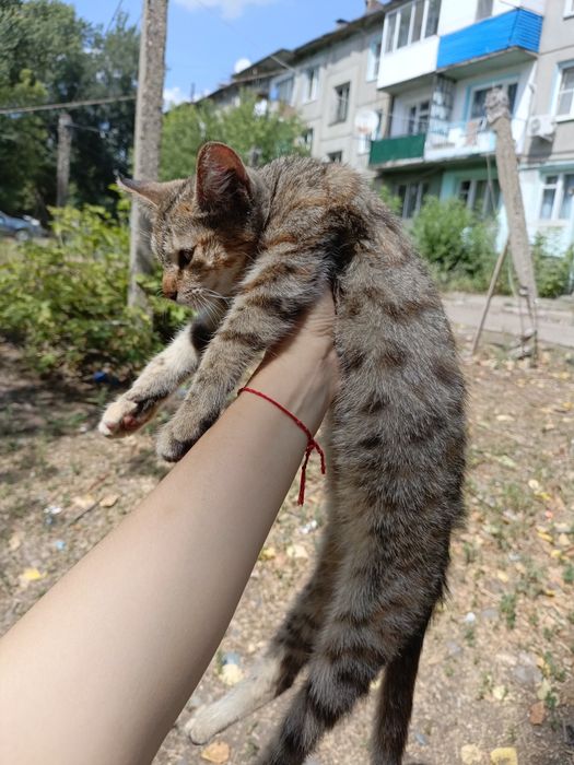 Отдам котёнка в добрые руки
