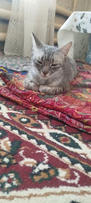 Kota kicki mushuk bor bepul