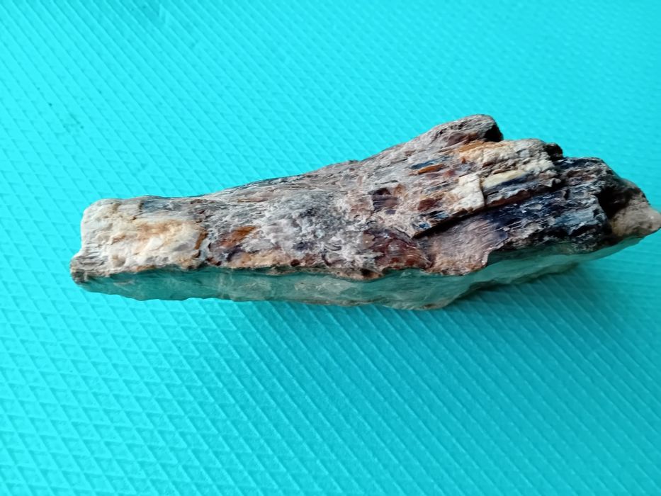 Опалеризирано дърво от времето на Динозаврите на 80милиона години