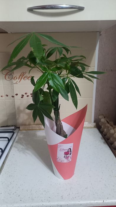 Ветка пахира  55см