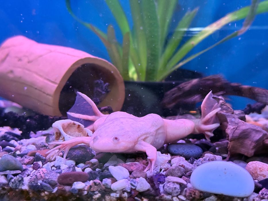 Аквариум с рыбами и черепахой