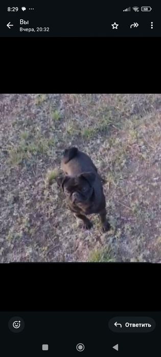 Красавчик  лучший мопс