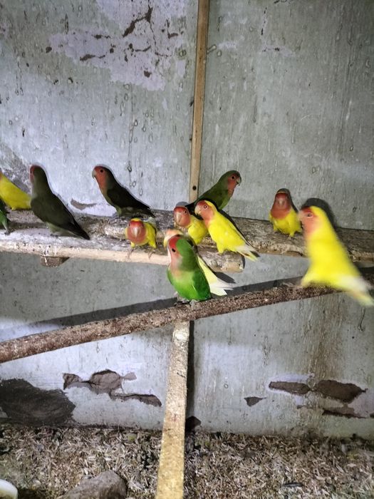 Хар хил кушлар сотилади