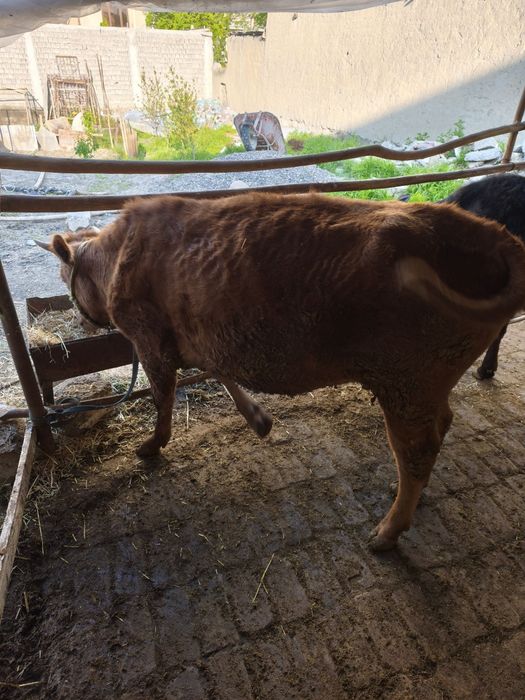 Gunojin sotladi soglom yuvosh