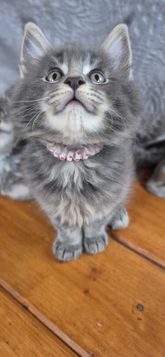 Felisa MAINECOON Autorizata Bucuresti