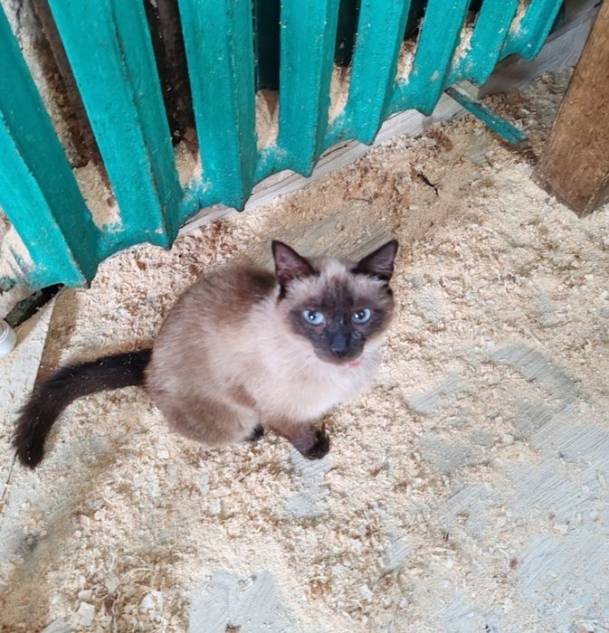 Молоденькая кошечка