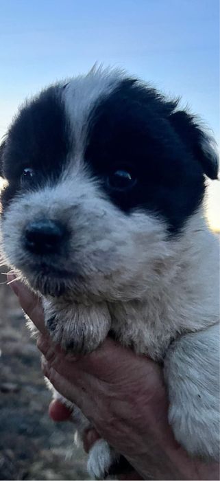 Отдам щенков в хорошие руки