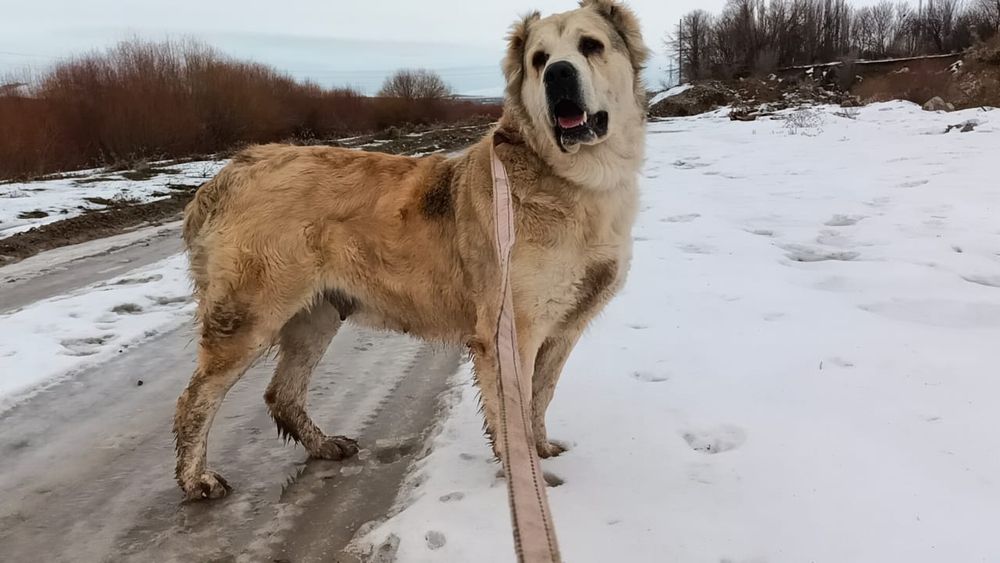 Алабай ургашы сатылады