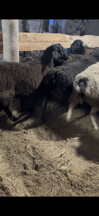 Тоқты қой қошқар саулық