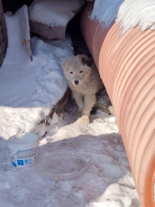 Щеночек ищет дом