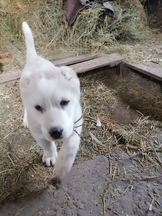 Продам щенка Алабая