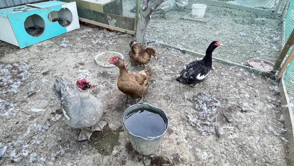 Мусксный утка Индаутка