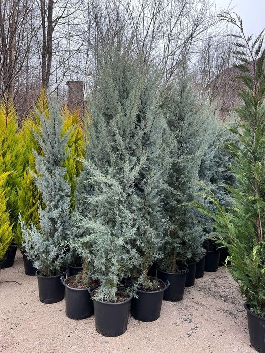 Plante pentru gradina/spatii verzi