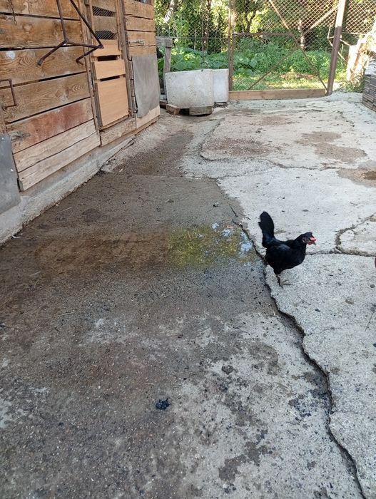 vand cocosel si gaina de rasa+ pui