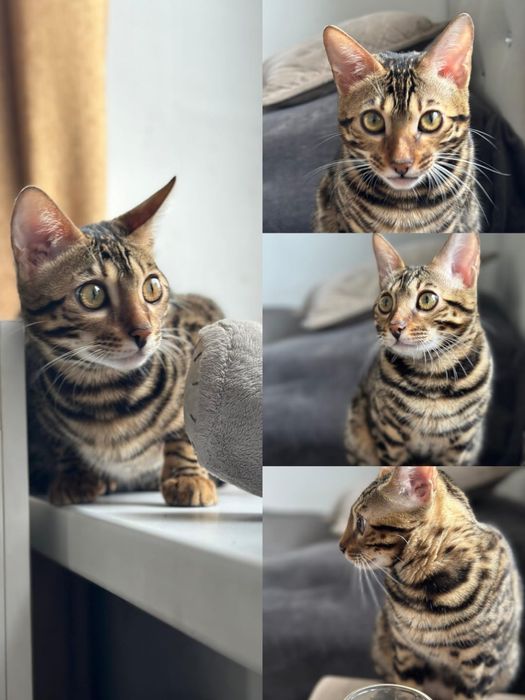 Продам кошечку  красивая  игривая.