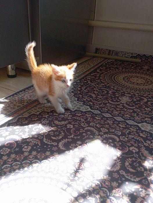 Отдам даром котенка