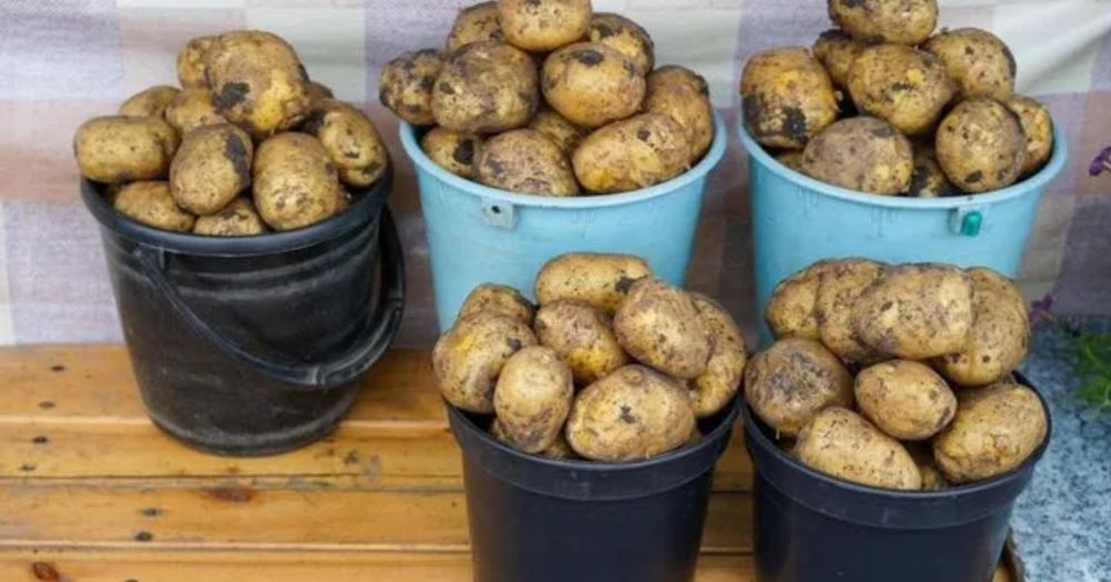 Продам картофель