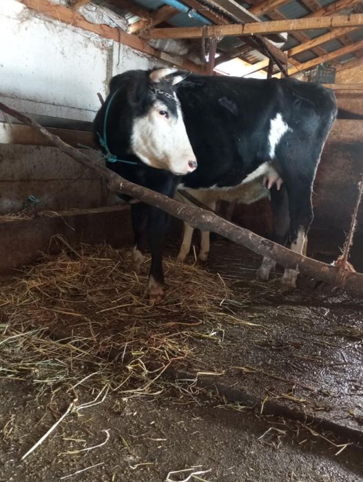 Vând sau schimb vacă la primul vitel