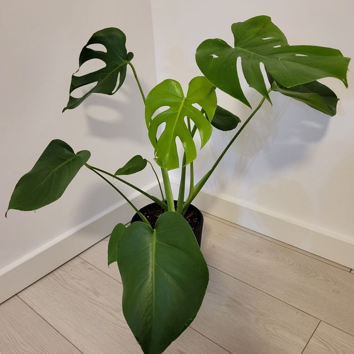 Monstera Deliciosa