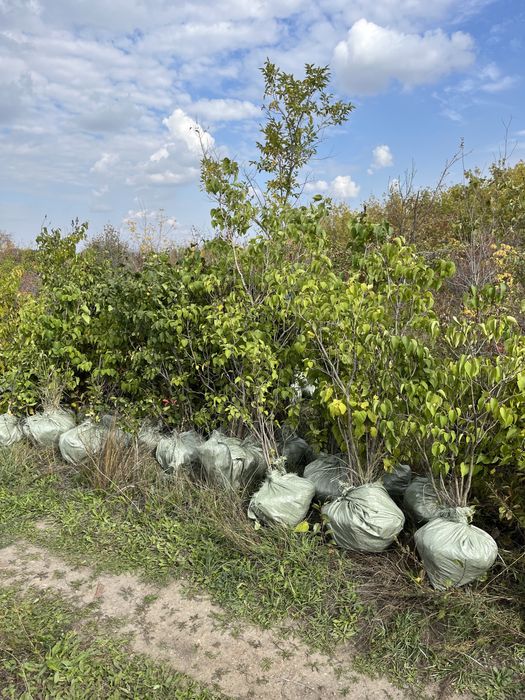 Вяз карагач клён