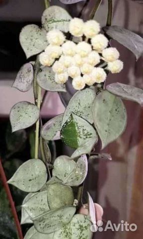 Продам хойи срезом узла