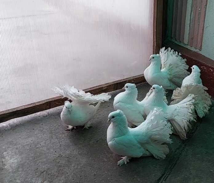 De vânzare voltati indieni albi