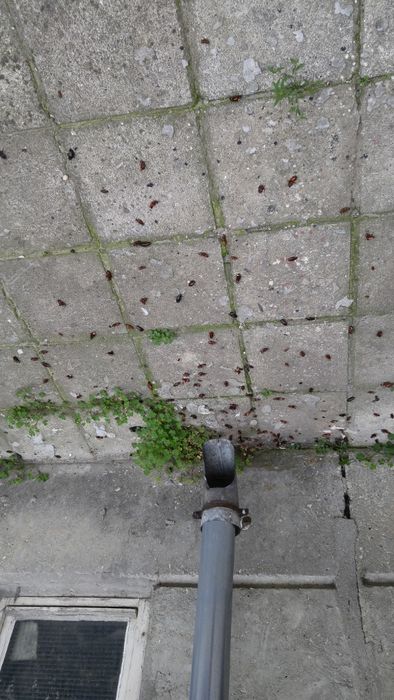 Обезпаразитяване на подпокривни пространства. Пръскане срещу хлебарки.