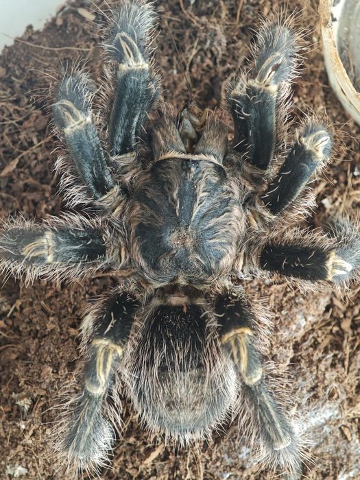 Продам паука + ферма тараканов