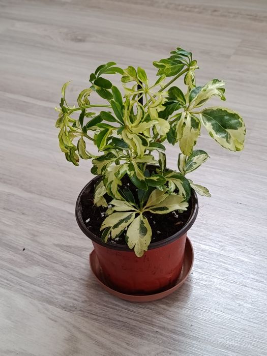 Комнатные цветы в продаже