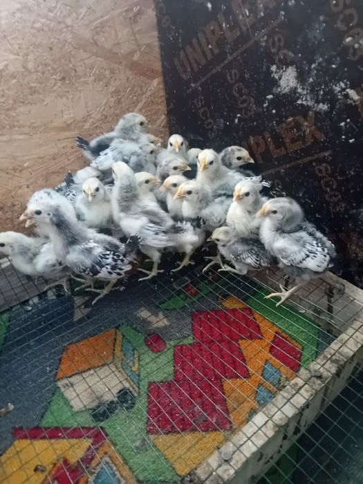 Pui de gaina Hamburg