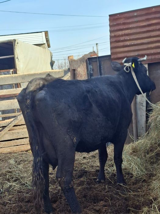 Продам корову ..