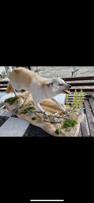 Препариран бял чакал