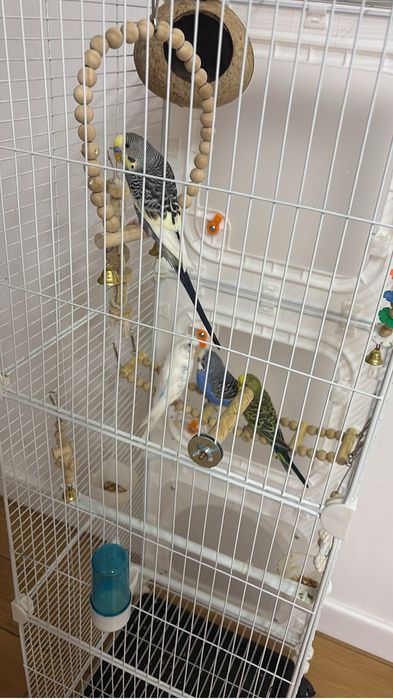 Продам 3 попугаев с клеткой