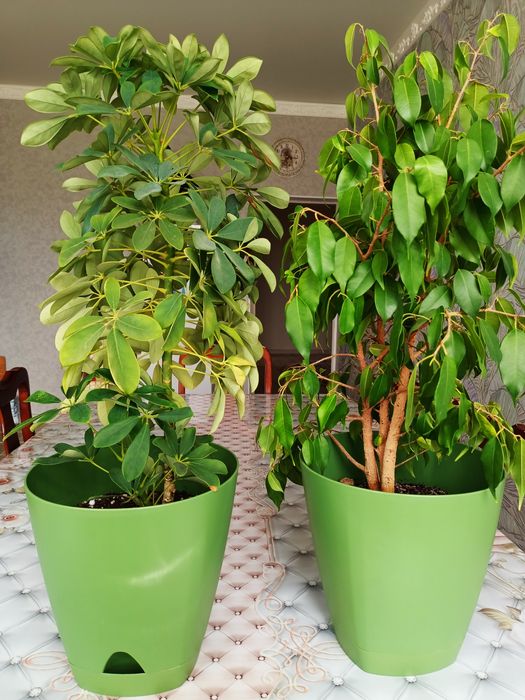 Продам комнатные цветы