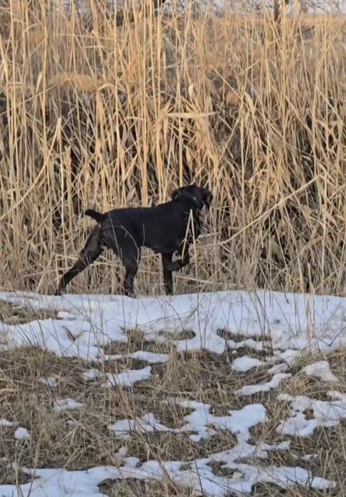 Дратхаар кабель 2,5 года